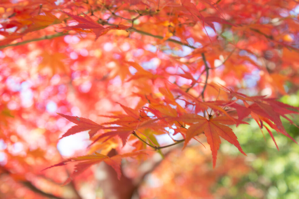 町田薬師池公園の紅葉まつり