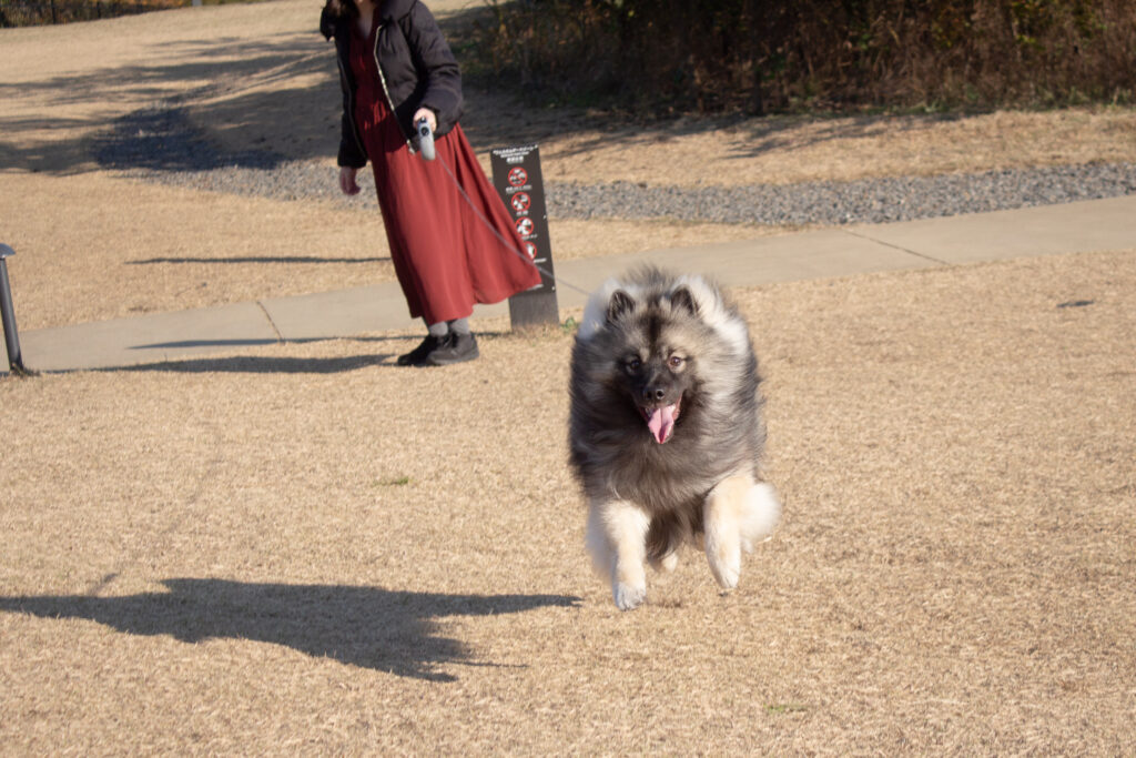 町田薬師池公園の犬が遊べる広場にて