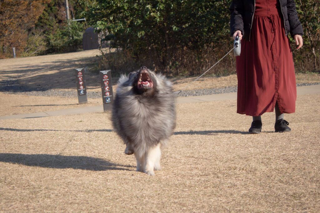 ボリュームのある被毛のキーくん