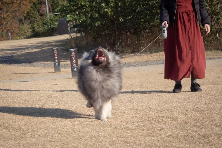 口を大きく開けたキーくん