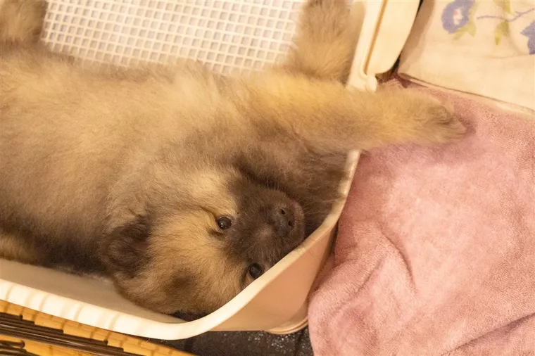 トイレトレーの縁にあごを乗せて寛ぐキースホンドの子犬