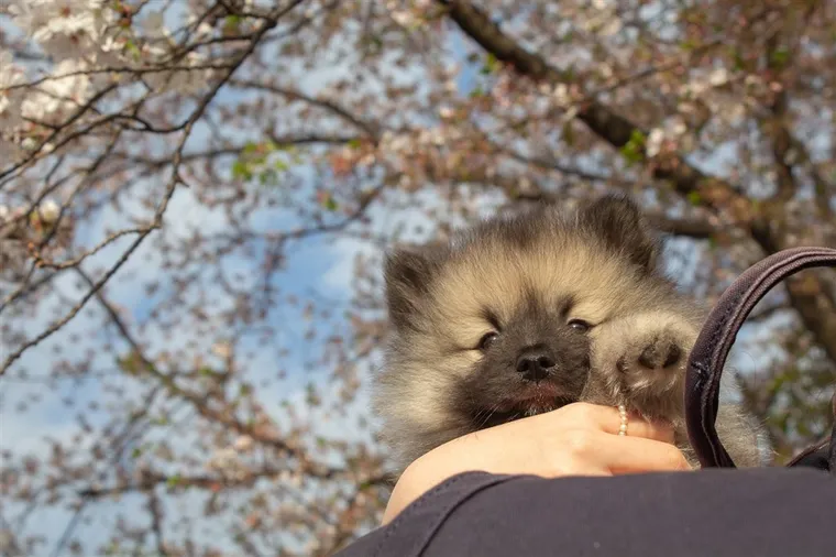 桜の木の下で抱き上げられて眠そうなキースホンドの子犬