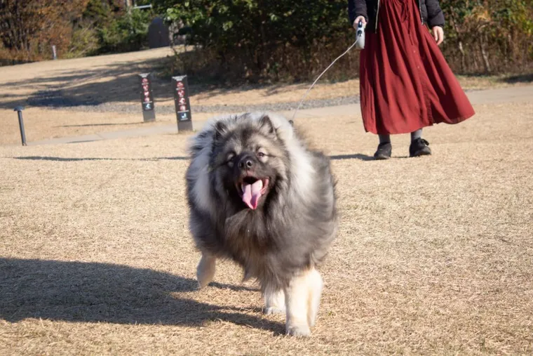 原っぱで走り回るキー君